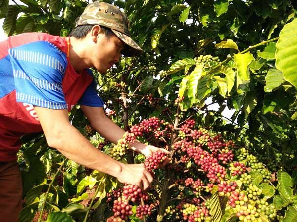 Giá cà phê đồng loạt tăng