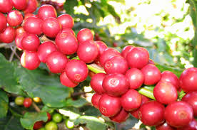 Cà phê Arabica – Cà phê Chè