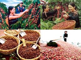 Giá cà phê Indonesia cao, nhà rang xay tìm tới Robusta Việt Nam