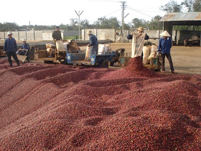 4 quốc gia nhận bảo hộ nhãn hiệu “Buon Ma Thuot coffee”