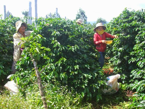 Thu hoạch cà phê non - thiệt hại lớn