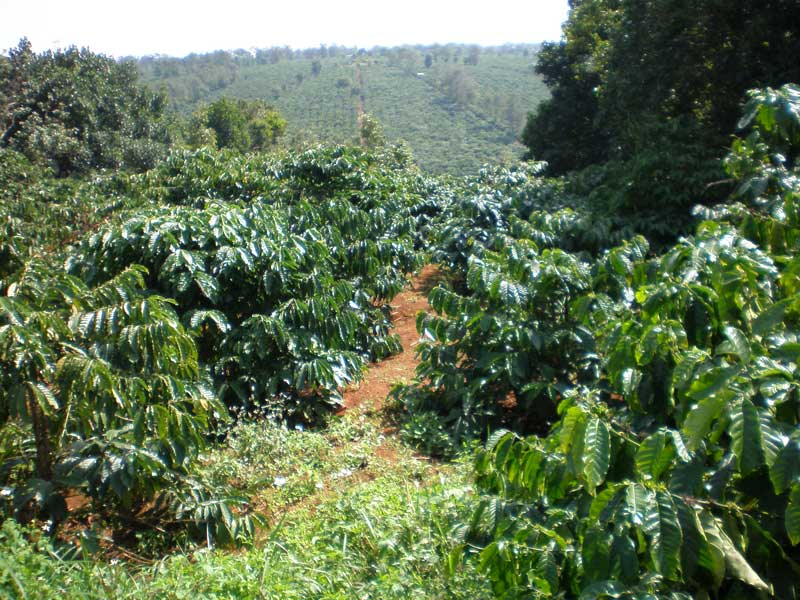 Kon Tum: Người trồng cà phê bất ngờ nhận “lộc trời” ngày đầu năm