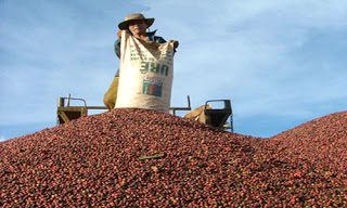 Quy định mới của Hàn Quốc gây khó cho nông sản Việt Nam