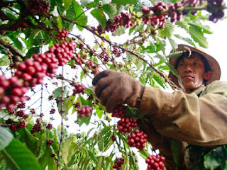 Cà phê Việt Nam - một năm đầy sóng gió