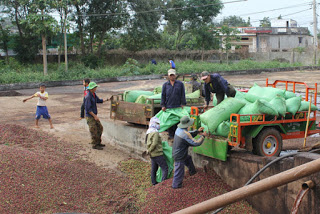 Chủ động ứng phó với diễn biến xấu của thị trường cà phê