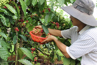 Chao đảo giá cà phê