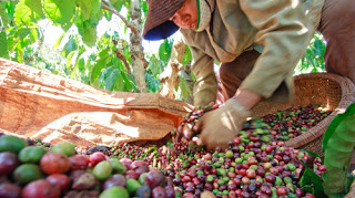 Giá cà phê trong nước ngày 20/05/2016 tiếp tục giảm mạnh 600 ngàn đồng/tấn