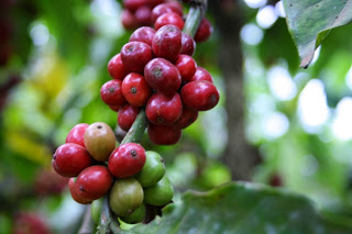 Giá cà phê trong nước ngày 24/05/2016 giảm 300 ngàn đồng/tấn