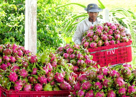 Những nông sản khiến nông dân điêu đứng vì giá rớt thảm