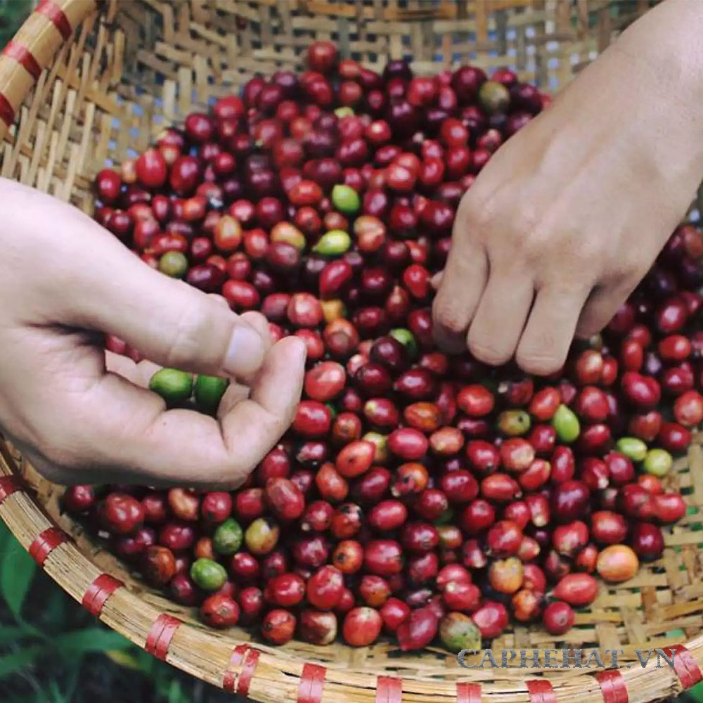 CÀ PHÊ ARABICA THƯỢNG HẠNG| KAFI NGUYÊN HẠT| 2 GÓI x 250G