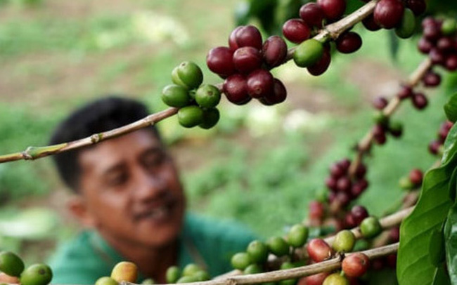 Giá cà phê Tiếp tục tăng, vượt 71.000 đồng/kg