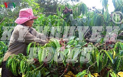 Xuất khẩu cà phê tháng 4 giảm - caphehat.vn