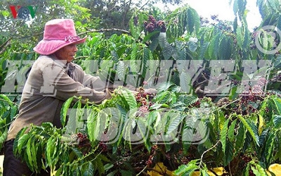 Liên kết với nông dân làm cà phê sạch, khó mấy cũng làm!