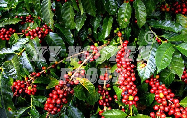 caphehat: Cà phê robusta đạt mức 1.391 USD/tấn