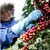 Việt Nam tham gia ban điều hành Hiệp hội Cà phê châu Á